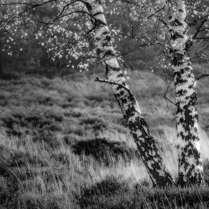 MM_Nature_DSC00982