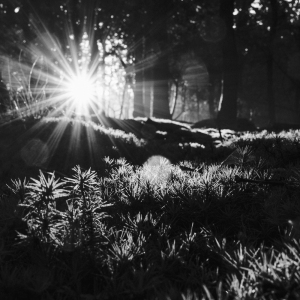 MM_Nature_P1001069